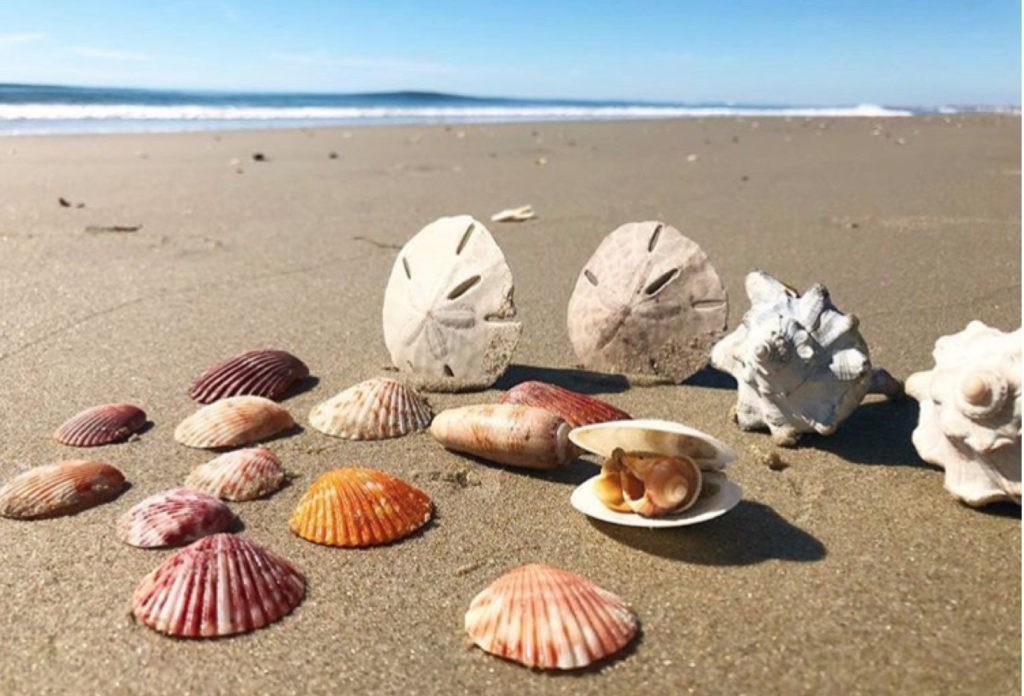 Live Swell obx sea shells