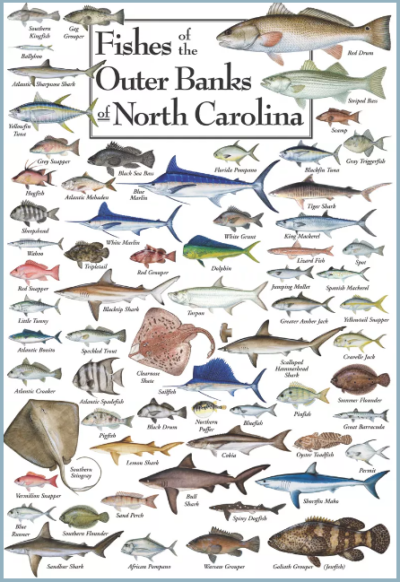 https://live-swell.com/wp-content/uploads/2020/05/Fishes-of-the-Outer-Banks-of-North-Carolina.png