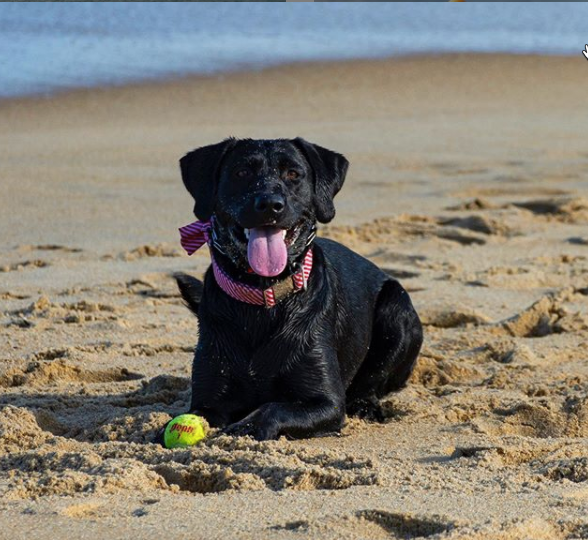 Puka & Friday are Expecting!!  The Best Beach Retriever Litter is Coming Soon to the OBX