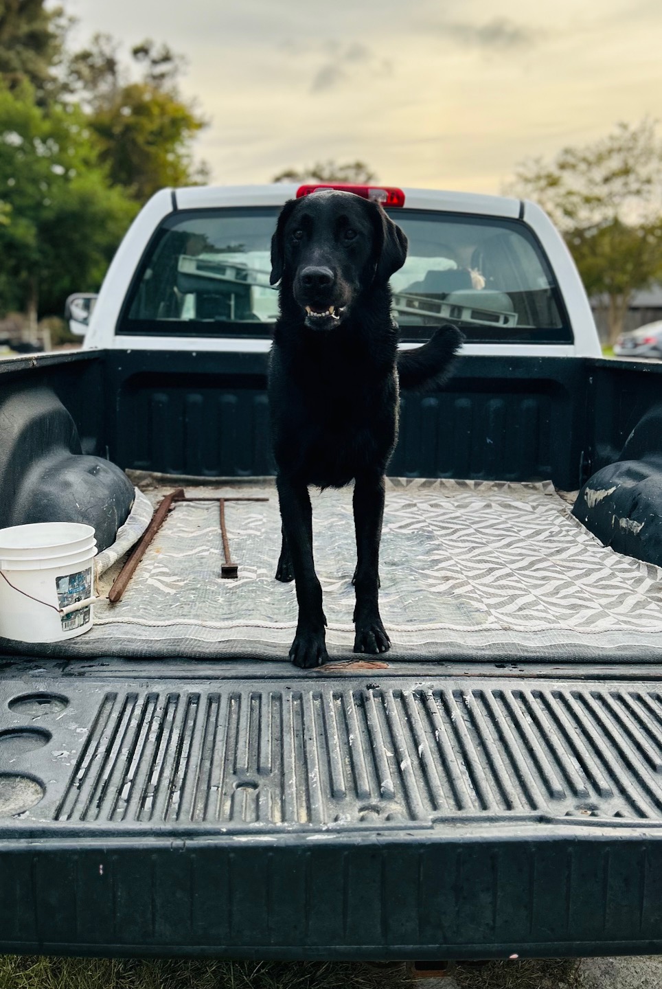 Friday Goldador Puppies 