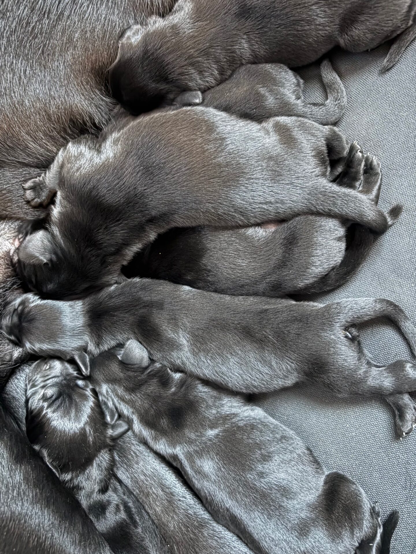 Black Goldador Puppies Feeding