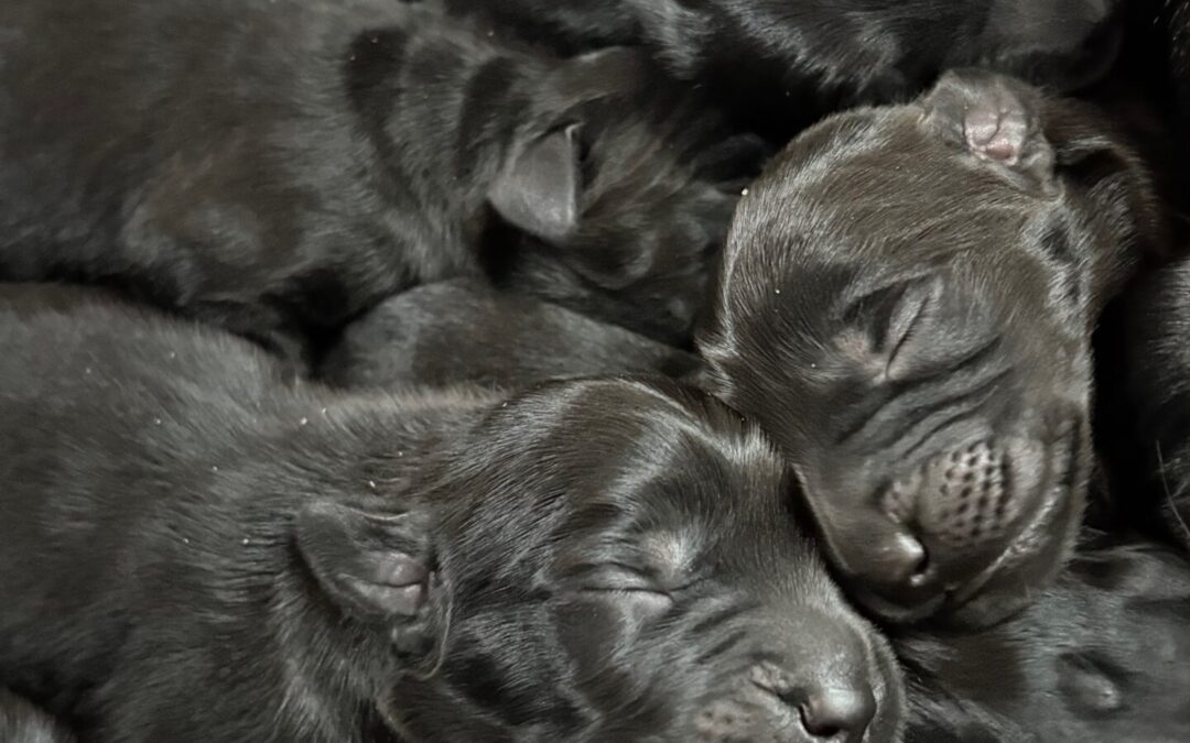 Black Goldador Puppies For Sale in the Outer Banks
