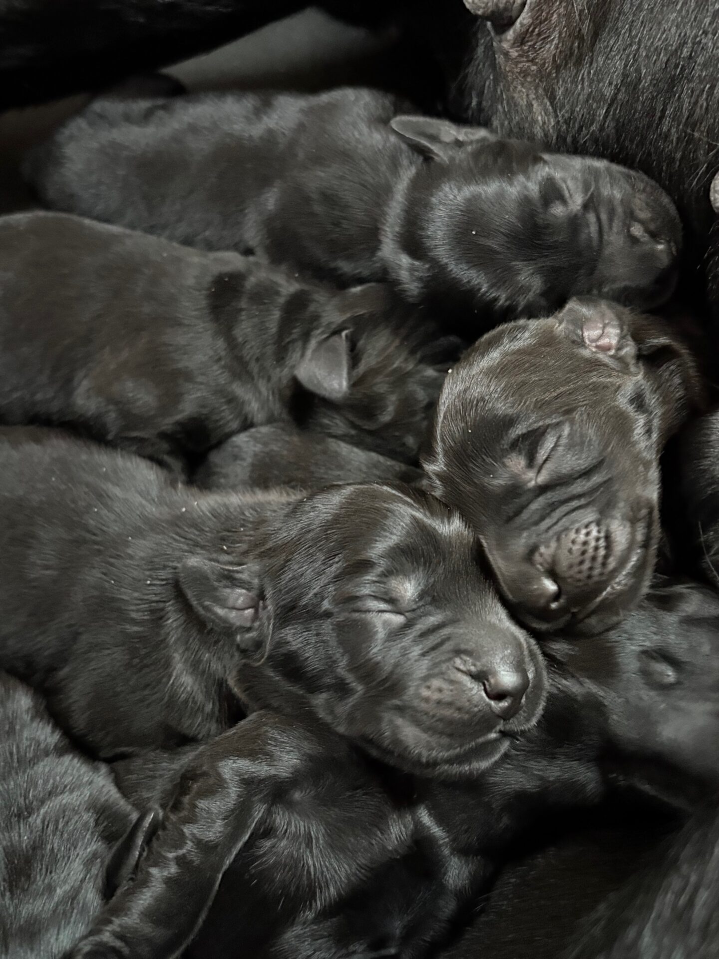 Goldador Puppies 1 to 3 Days Goldador Puppies Days Old