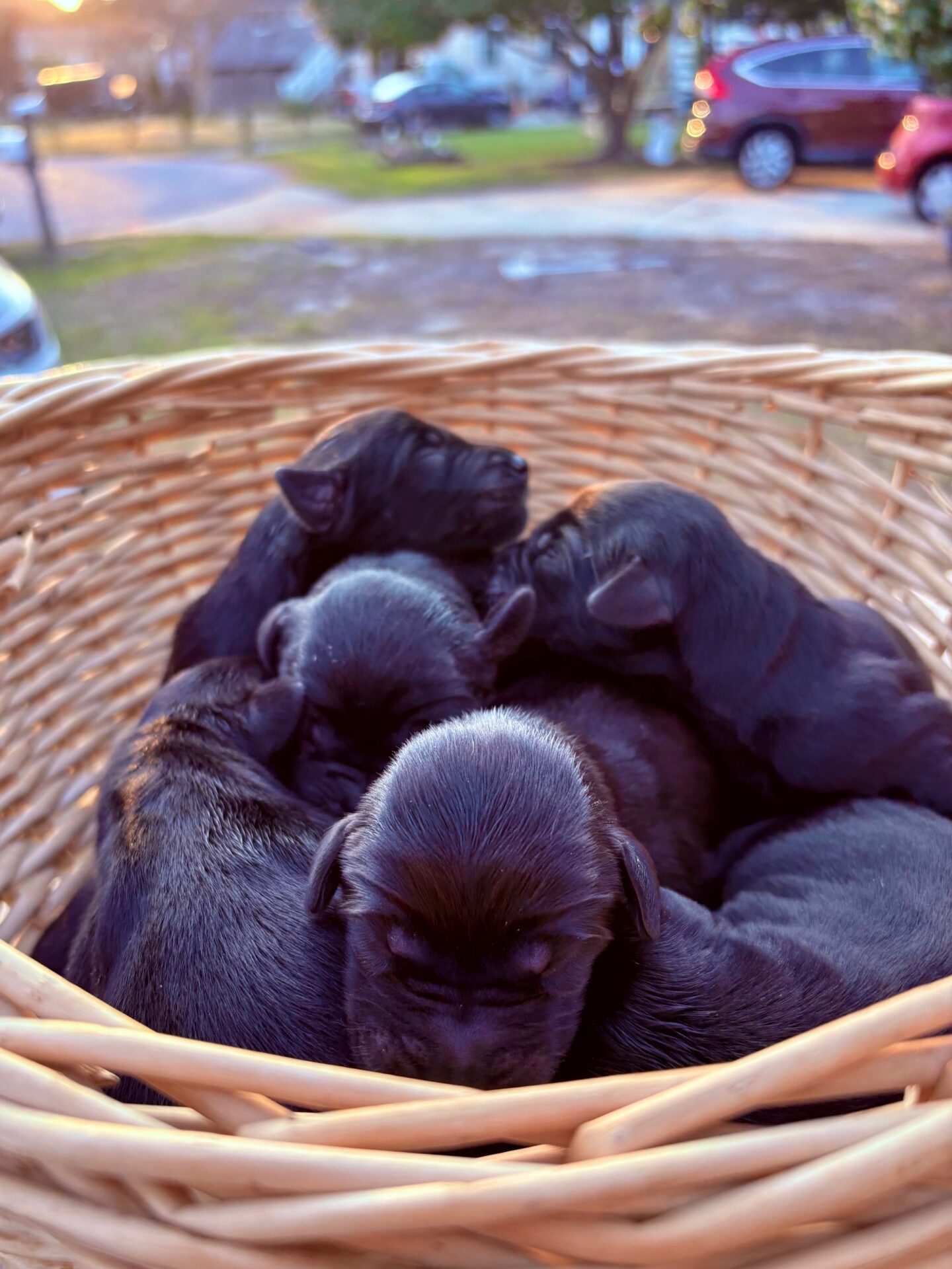 Goldador Puppies in Basket