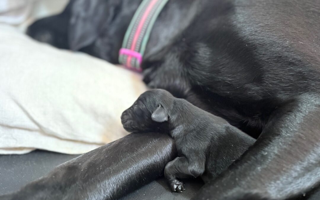 OBX Black Goldador Puppy Cam – Watch Us