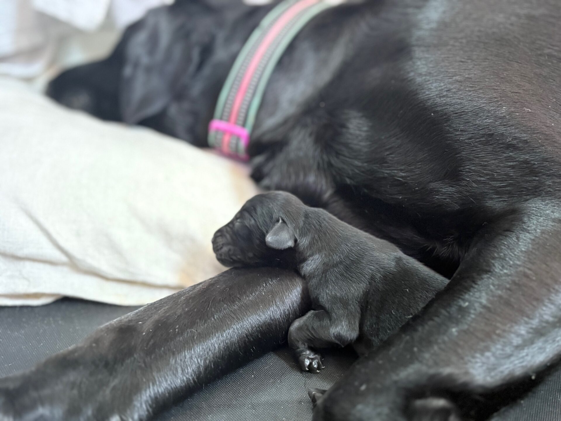 Goldador Puppy on Paw of Mother