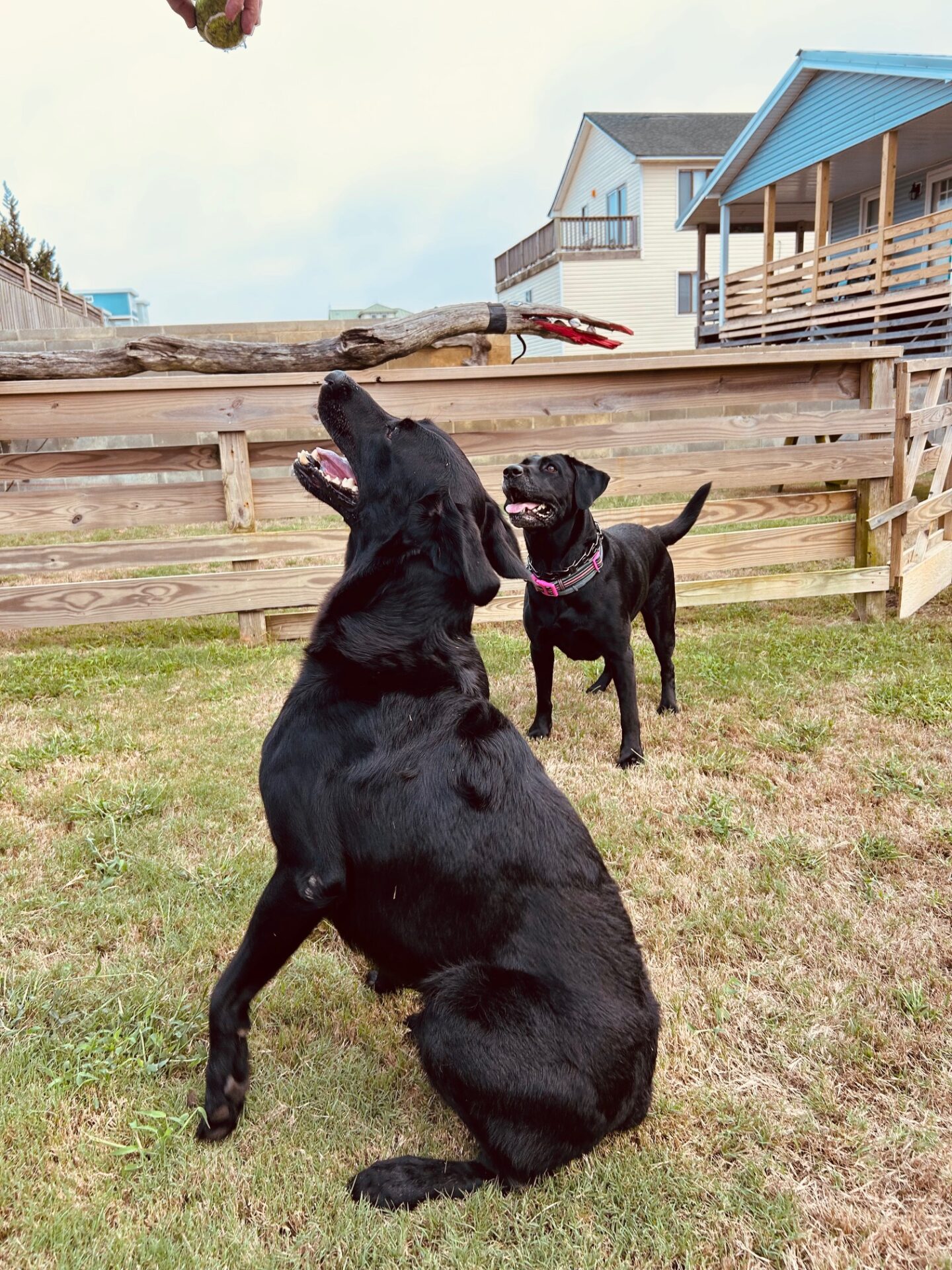 Puka and Friday Goldador Puppies For Sale